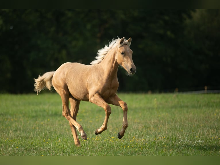 Azteca Mare Foal (04/2024) 15,1 hh Palomino in Walsrode