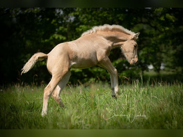 Azteca Mare Foal (04/2024) 15,1 hh Palomino in Walsrode