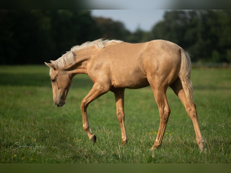 Azteca Mare Foal (04/2024) 15,1 hh Palomino in Walsrode