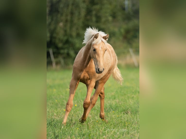 Azteca Mare Foal (04/2024) 15,1 hh Palomino in Walsrode