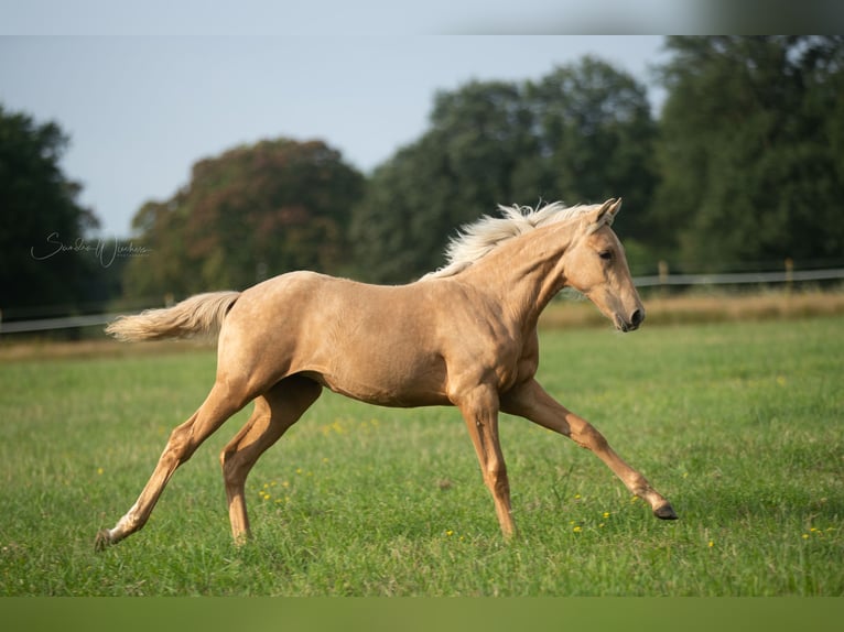 Azteca Mare Foal (04/2024) 15,1 hh Palomino in Walsrode