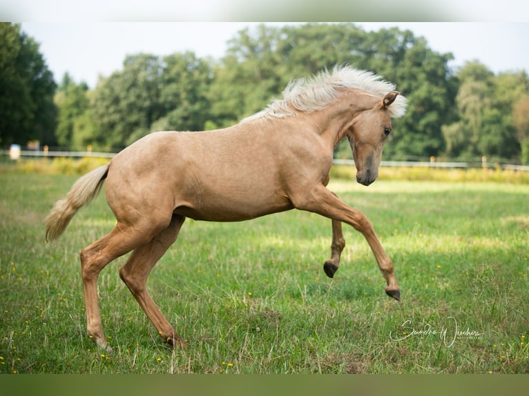 Azteca Mare Foal (04/2024) 15,1 hh Palomino in Walsrode