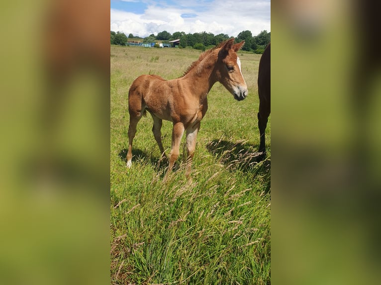 Azteca Mare Foal (05/2026) 15.1 hh Pearl in Rödinghausen