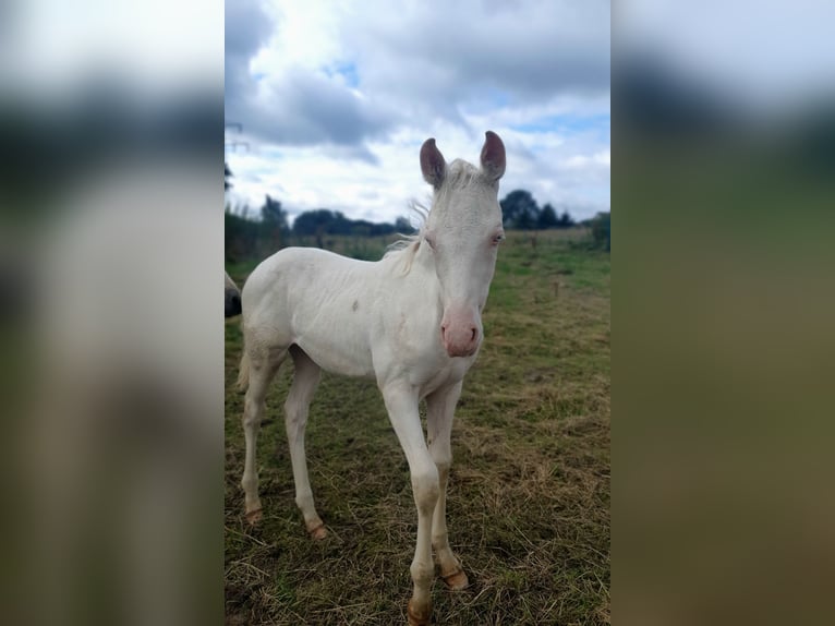 Azteca Mare Foal (04/2024) 15 hh Perlino in Rödinghausen