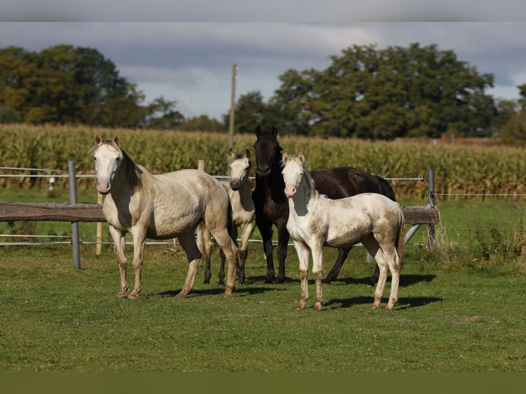 Azteca Mare Foal (04/2024) 15 hh Perlino in Rödinghausen