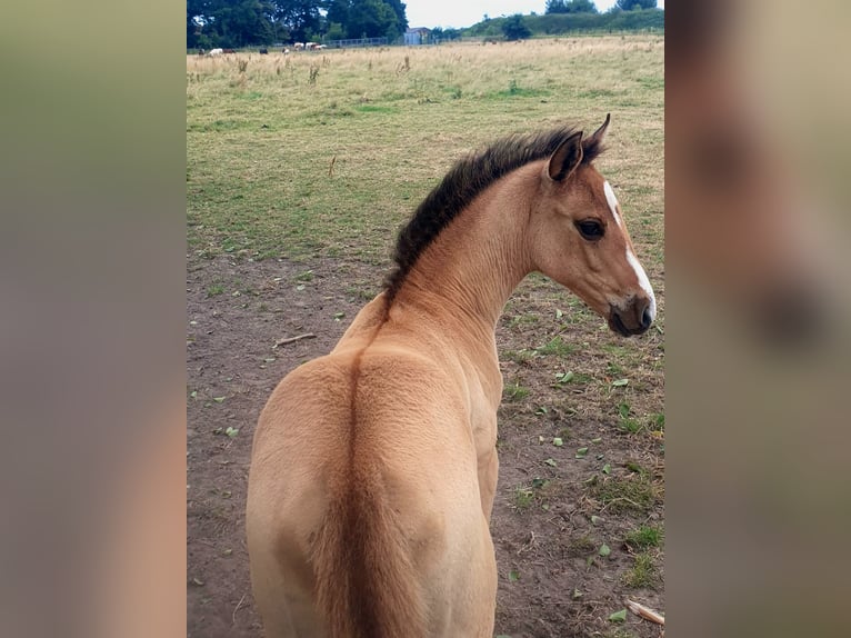 Azteca Mare  15,2 hh Red Dun in R&#xF6;dinghausen