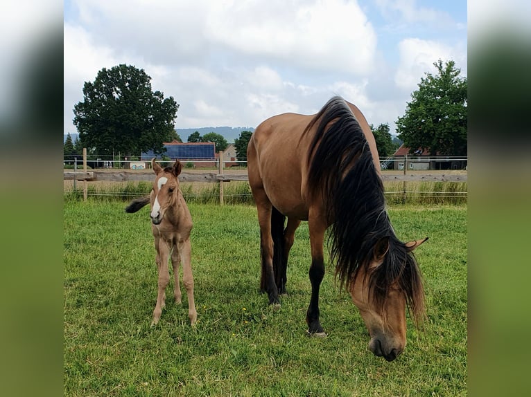 Azteca Mare  15,2 hh Red Dun in R&#xF6;dinghausen