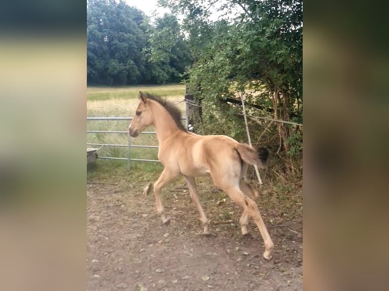 Azteca Mare  15,2 hh Red Dun in R&#xF6;dinghausen
