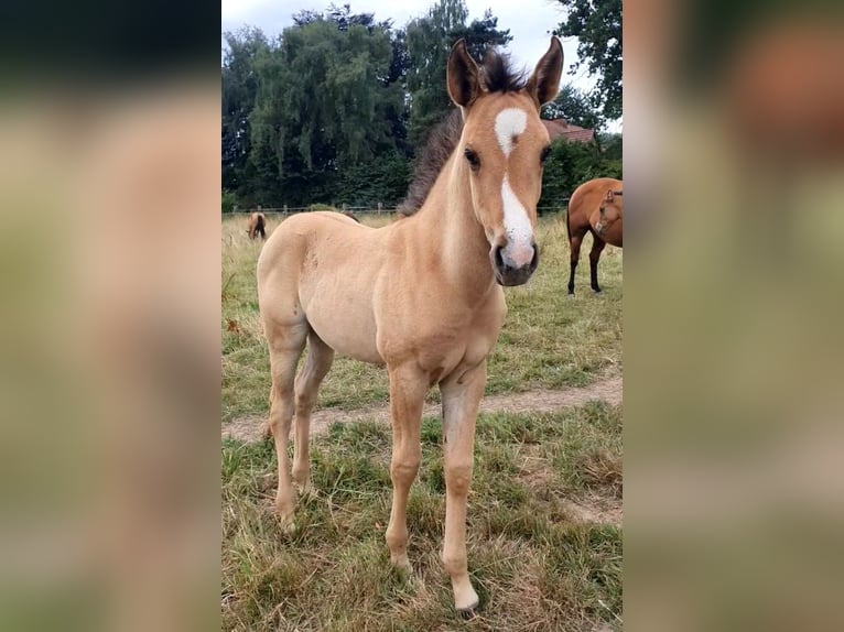 Azteca Mare  15,2 hh Red Dun in R&#xF6;dinghausen