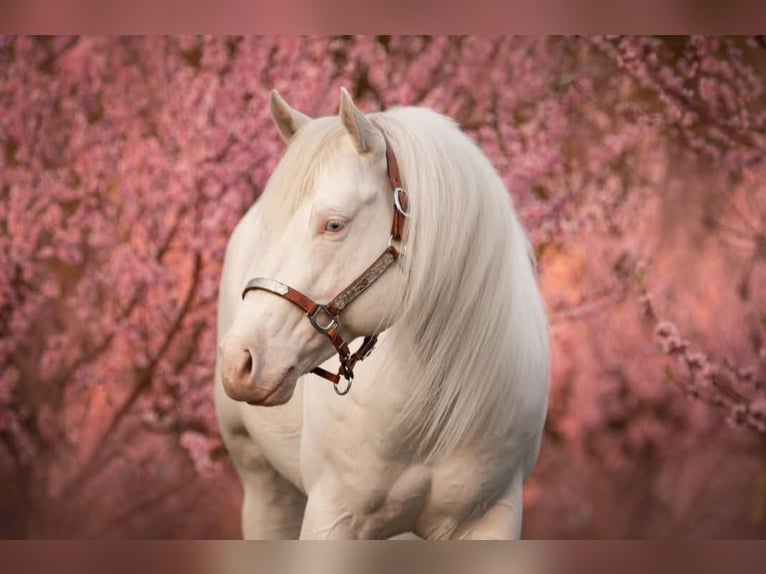 Azteca Mare  15,2 hh Red Dun in R&#xF6;dinghausen