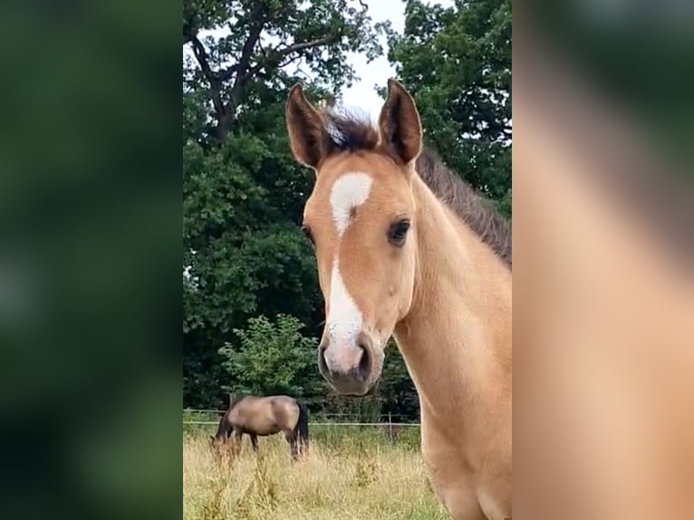 Azteca Mare  15,2 hh Red Dun in R&#xF6;dinghausen