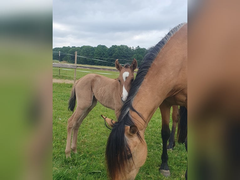 Azteca Mare  15,2 hh Red Dun in R&#xF6;dinghausen