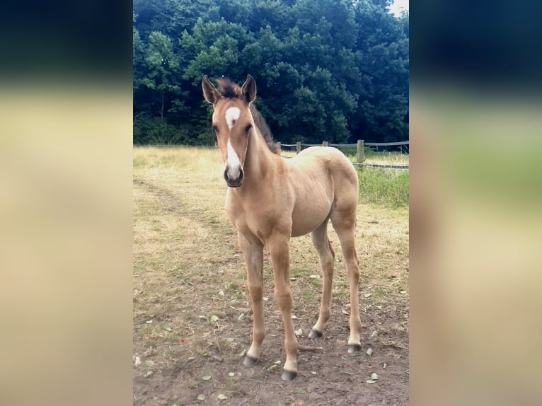 Azteca Mare  15,2 hh Red Dun in R&#xF6;dinghausen