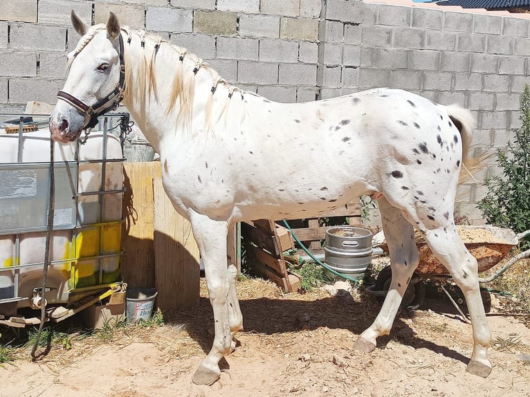 Azteca Mare Foal (04/2024) Gray in Conil De La Frontera