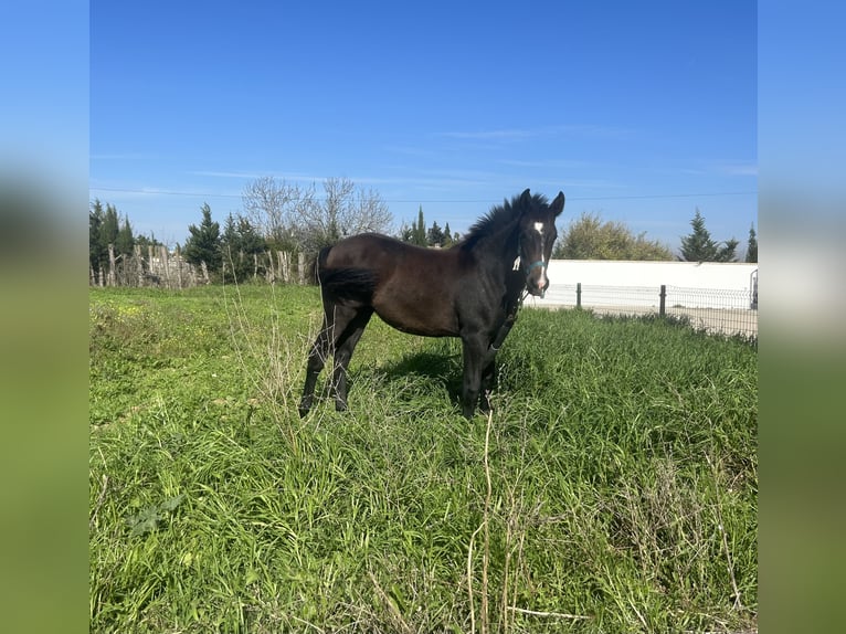 Azteca Mare Foal (04/2024) Gray in Conil De La Frontera