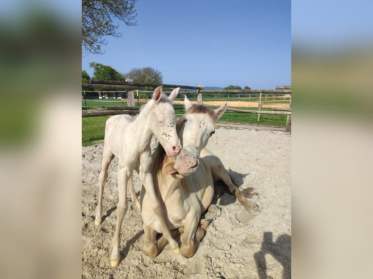 Azteca Merrie 1 Jaar 153 cm Perlino in Rödinghausen