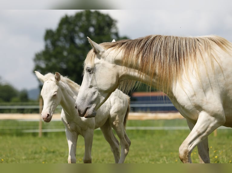 Azteca Merrie 1 Jaar 153 cm Perlino in Rödinghausen