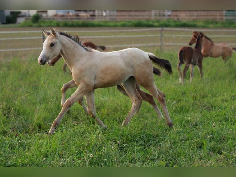 Azteca Merrie 1 Jaar 155 cm Buckskin in Waldshut-Tiengen