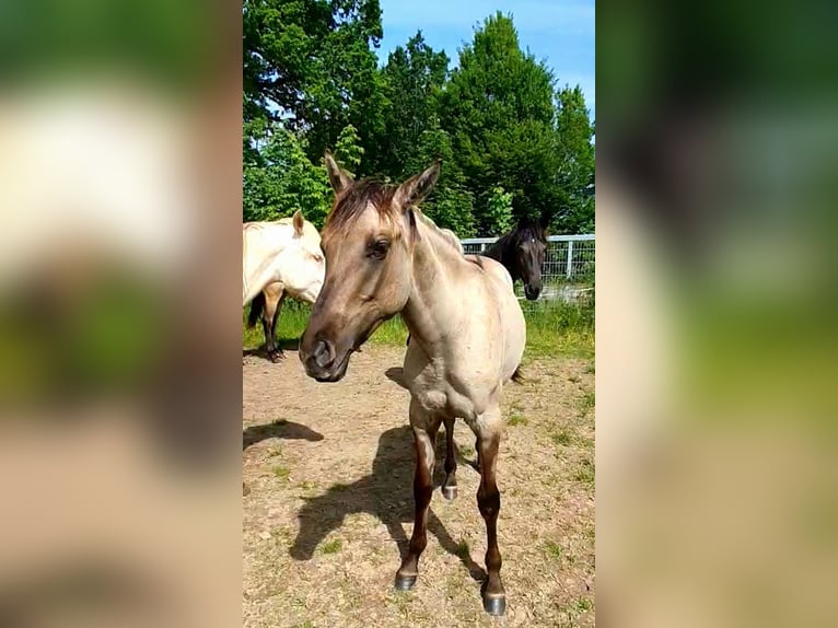 Azteca Merrie 1 Jaar 158 cm Grullo in Rödinghausen