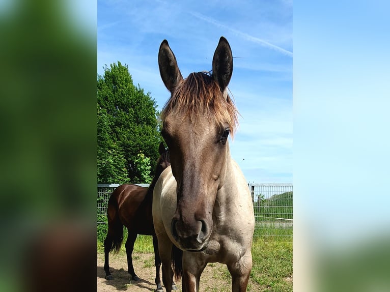 Azteca Merrie 1 Jaar 158 cm Grullo in Rödinghausen