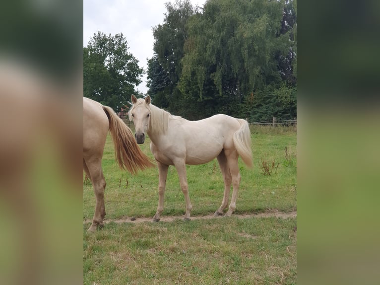 Azteca Merrie 1 Jaar 158 cm Palomino in R&#xF6;dinghausen