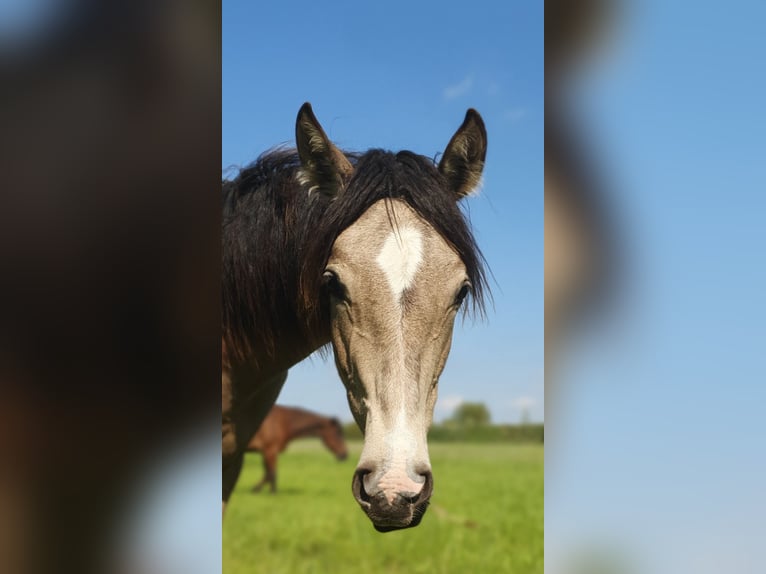 Azteca Merrie 1 Jaar 162 cm Buckskin in Rödinghausen