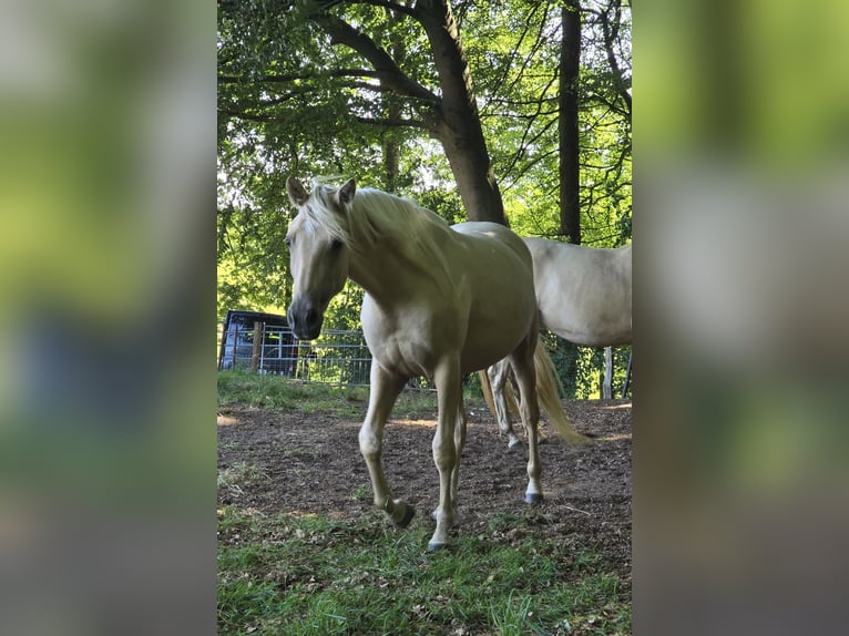 Azteca Merrie 2 Jaar 158 cm Palomino in Rödinghausen