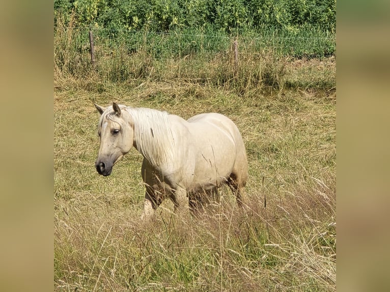 Azteca Merrie 2 Jaar 158 cm Palomino in Rödinghausen