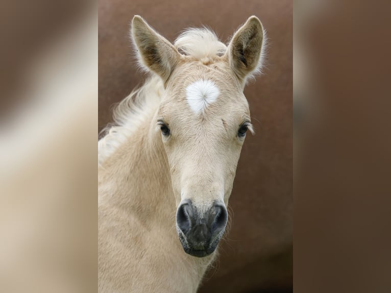 Azteca Merrie 2 Jaar 158 cm Palomino in Rödinghausen