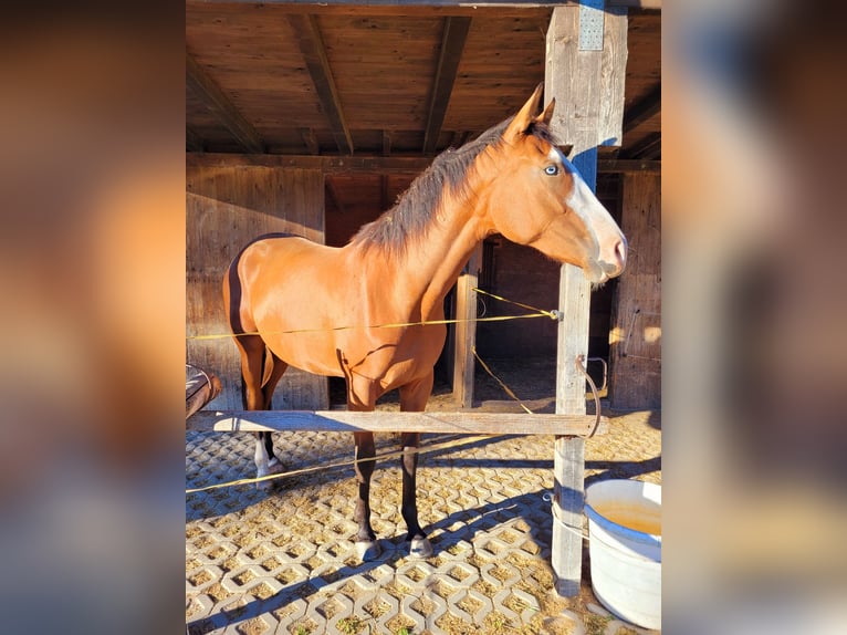 Azteca Merrie 2 Jaar 164 cm Bruin in Rohrdorf