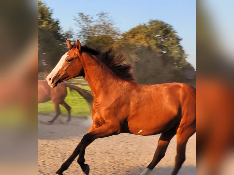 Azteca Merrie 2 Jaar 164 cm Bruin in Rohrdorf