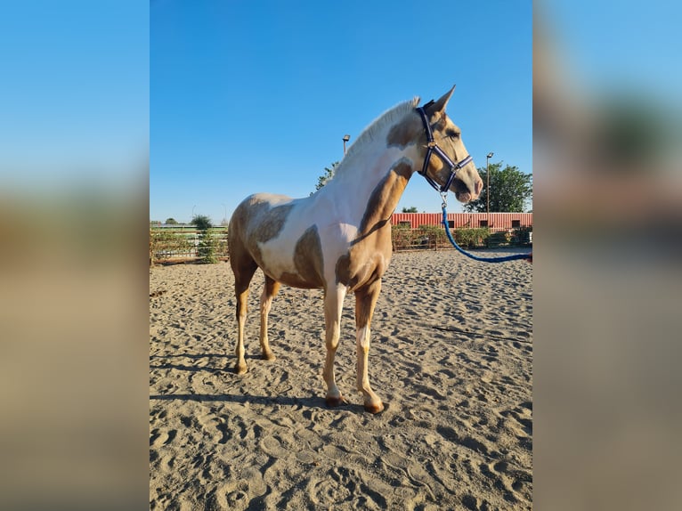 Azteca Mix Merrie 3 Jaar 152 cm Gevlekt-paard in Parque Corredor Del Henares (Mercado)