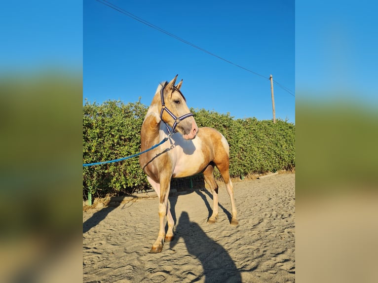 Azteca Mix Merrie 3 Jaar 152 cm Gevlekt-paard in Parque Corredor Del Henares (Mercado)