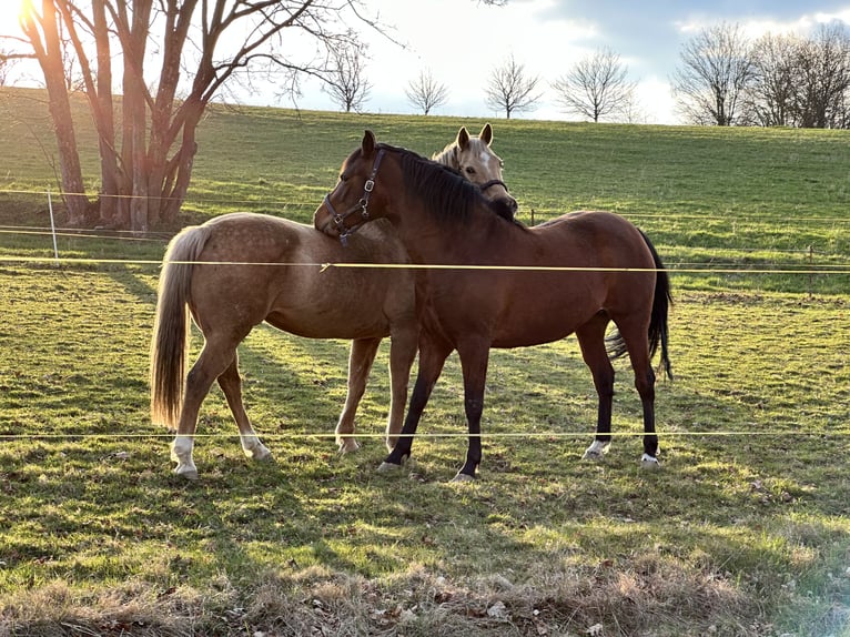 Azteca Merrie 3 Jaar 155 cm Buckskin in Unterwürschnitz