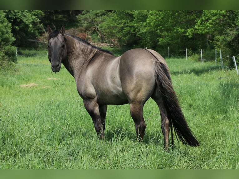 Azteca Merrie 3 Jaar 155 cm Grullo in Hamburg Steinwerder