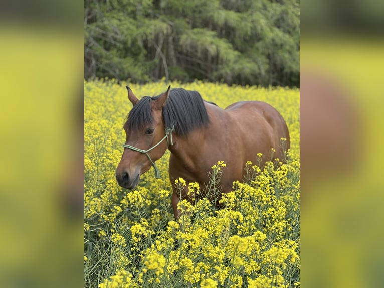 Azteca Merrie 4 Jaar 155 cm Buckskin in Unterwürschnitz