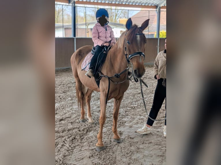 Azteca Mix Merrie 5 Jaar 146 cm Vos in Nettetal