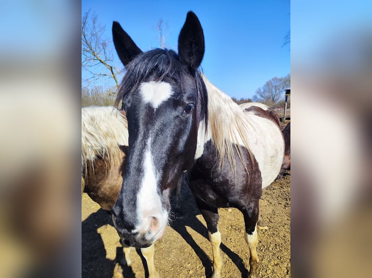 Azteca Mix Merrie 5 Jaar 150 cm Gevlekt-paard in Groß Kreutz