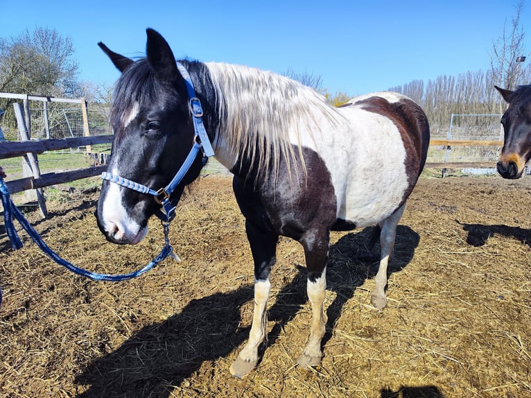 Azteca Mix Merrie 5 Jaar 150 cm Gevlekt-paard in Groß Kreutz