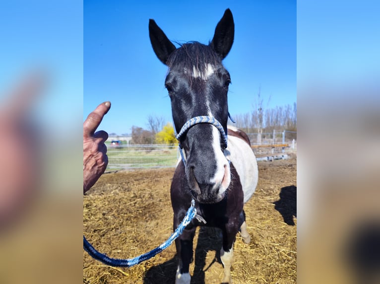 Azteca Mix Merrie 5 Jaar 150 cm Gevlekt-paard in Groß Kreutz