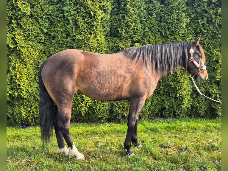 Azteca Mix Merrie 5 Jaar 153 cm Donkerbruin in Balingen