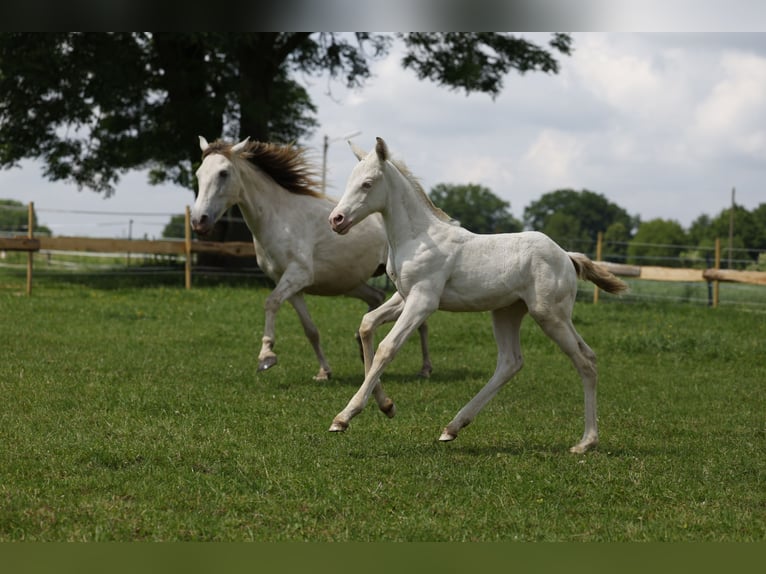 Azteca Merrie veulen (04/2024) 153 cm Perlino in Rödinghausen