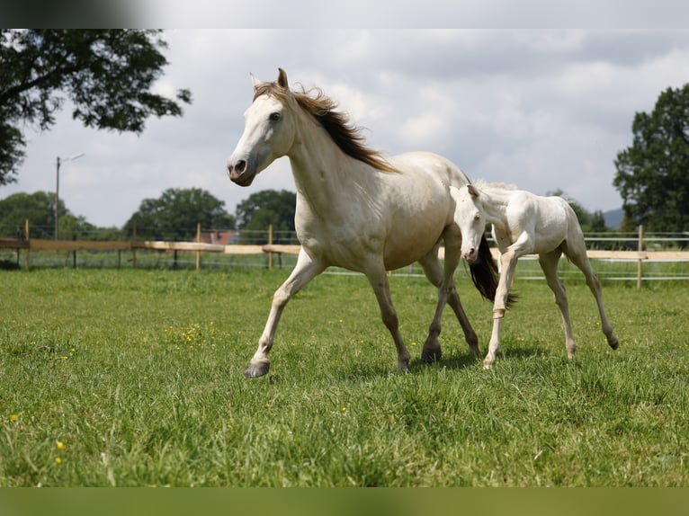 Azteca Merrie veulen (04/2024) 153 cm Perlino in Rödinghausen