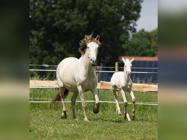 Azteca Merrie veulen (04/2024) 153 cm Perlino in Rödinghausen