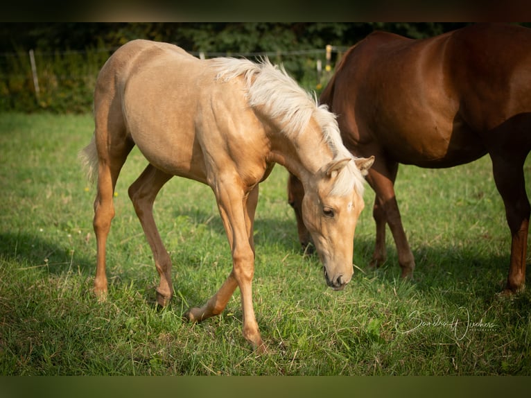 Azteca Merrie veulen (04/2024) 156 cm Palomino in Walsrode