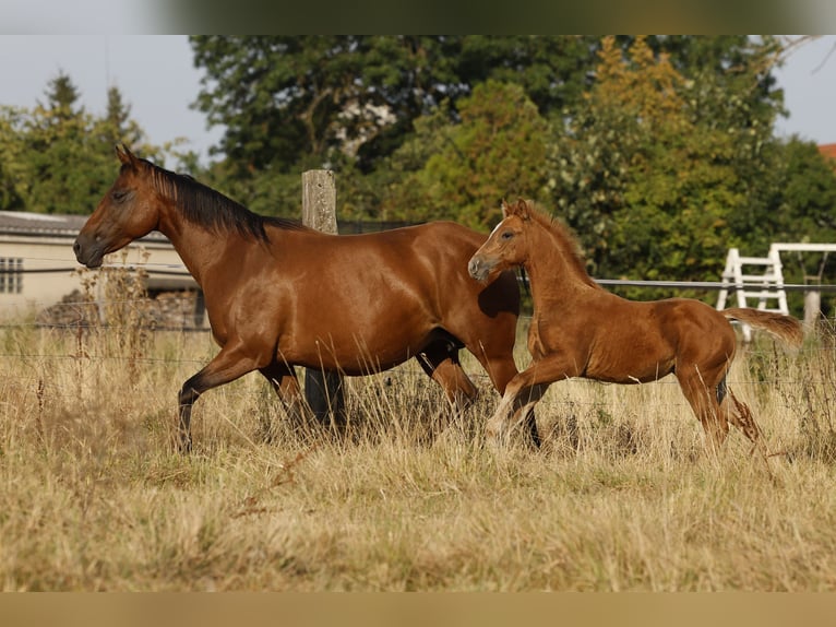 Azteca Merrie Veulen (05/2026) 156 cm Pearl in Rödinghausen
