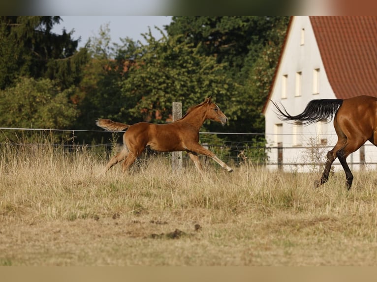 Azteca Merrie Veulen (05/2026) 156 cm Pearl in Rödinghausen