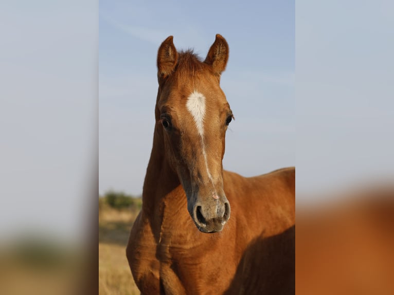 Azteca Merrie Veulen (05/2026) 156 cm Pearl in Rödinghausen