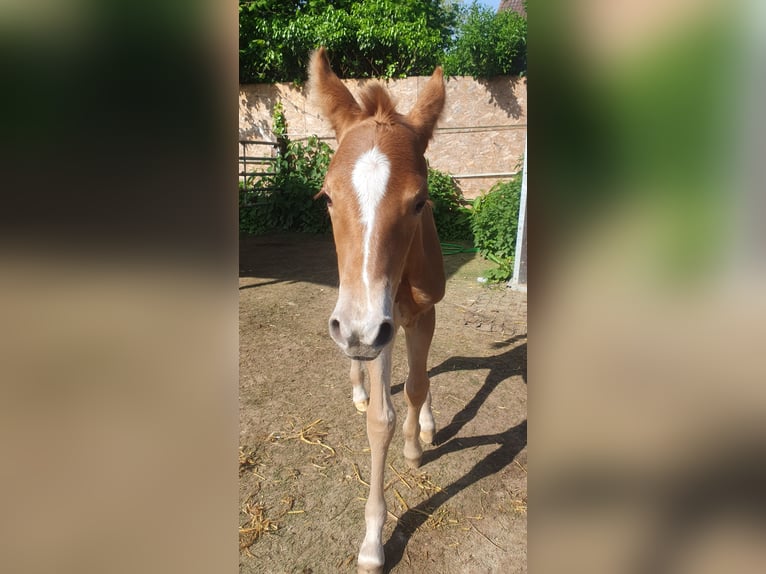 Azteca Merrie Veulen (05/2026) 156 cm Pearl in Rödinghausen