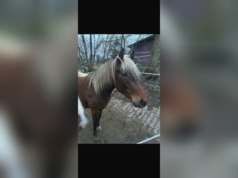 Azteca Ruin 3 Jaar 145 cm  in Winnenden
